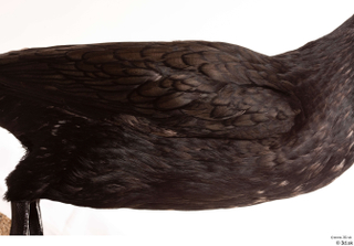 Double-crested cormorant Phalacrocorax auritus back chest wing 0002.jpg